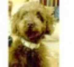 Dog owners fear pets may have been stolen